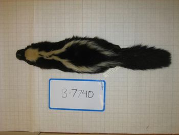 Media type: image;   Mammalogy BANGS-7740